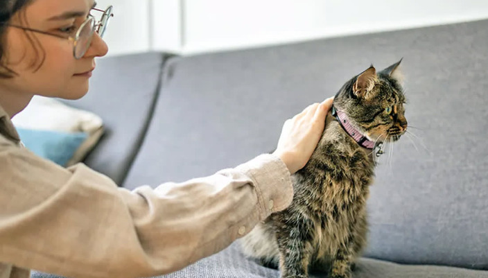 How to determine if a cat has Feline Inf