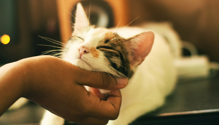 Are Medications the Same for Wet and Dry FIP