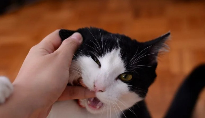 How Long Does FIP Treatment Take for Cats to Recover