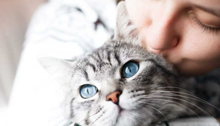 Can FIP Be Detected Through Blood Tests