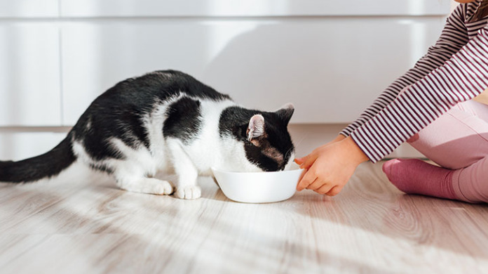 What Are the Chances of Recovery for Cats With FIP