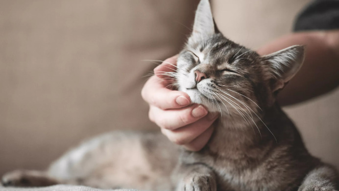 Are Diagnostic Criteria Different for Various Types of FIP