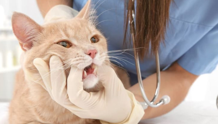 How Should Owners Mentally Prepare for an FIP Diagnosis