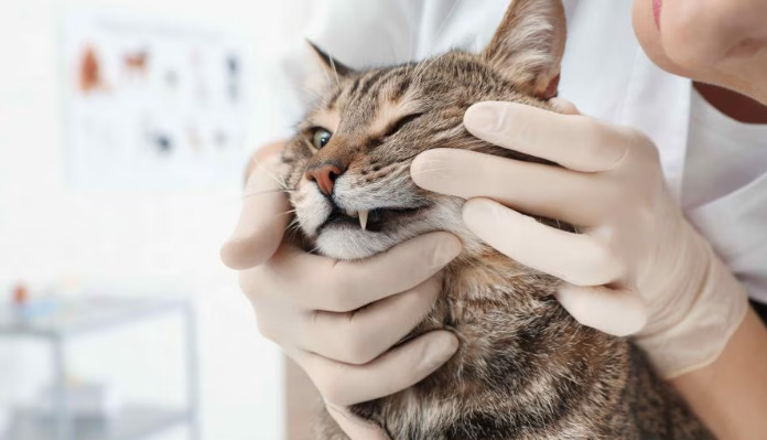 Does a Positive Rivalta Test Always Mean FIP