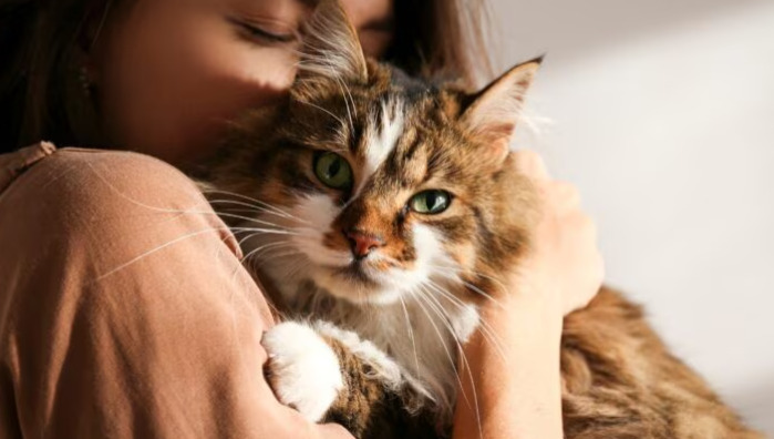 Why Are Veterinarians Cautious About Confirming FIP