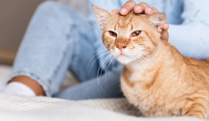 Efficacy Studies of FIP Vaccines