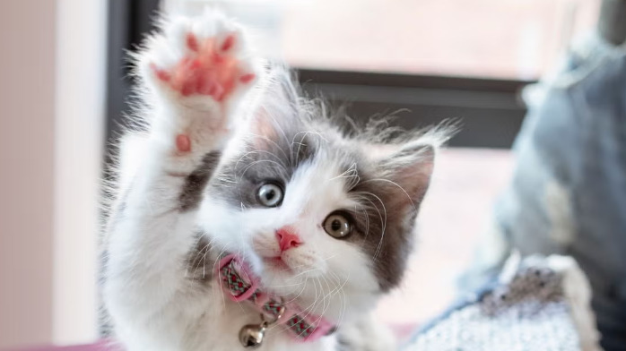 Can Cats Live a Normal Life After Recovering From FIP