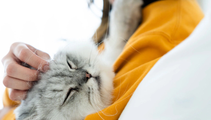 How Is FIP Diagnosed When There Is No Ascites