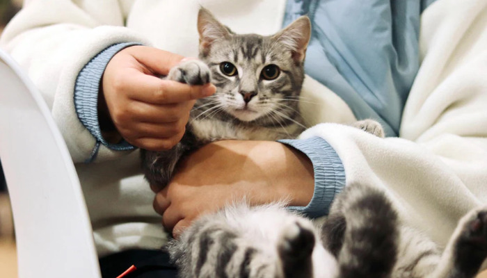 FIP Treatment Timeline For Cats