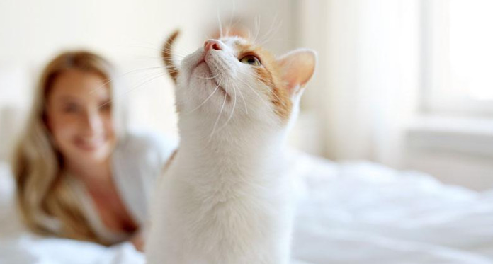 How Is Feline Infectious Peritonitis (FIP) Diagnosed in Cats