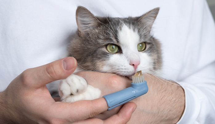 Is FIP Related to Parasite Infections