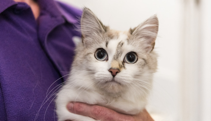 Is Medication Absolutely Necessary for Treating FIP in Cats