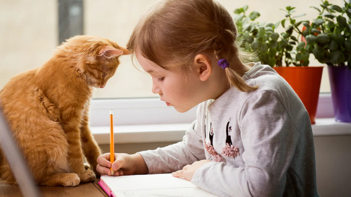 FIP and Eye Problems in Cats Treatment Options