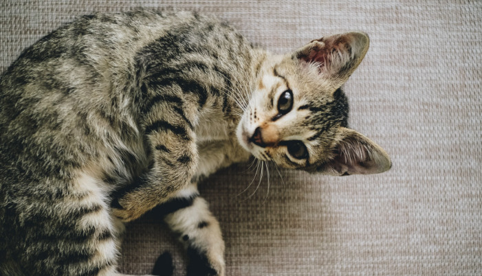FIP Treatment After Diagnosis