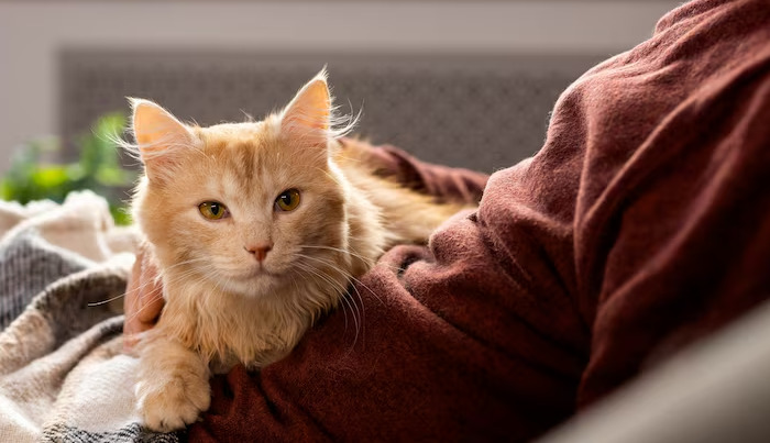 Is FIP Treatment Effective in Kittens