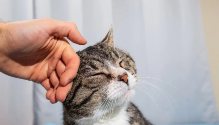 What Medications Can Cure FIP