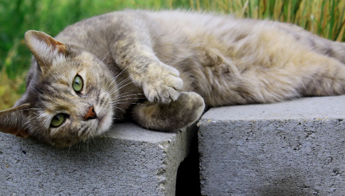 Do cats with FIP need to be isolated