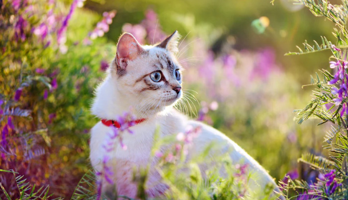 Causes and clinical symptoms of FIP