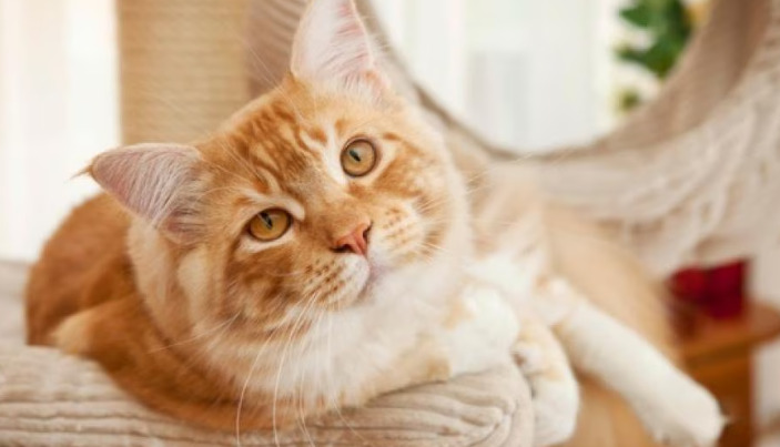 Is There a Proven Vaccine to Prevent FIP