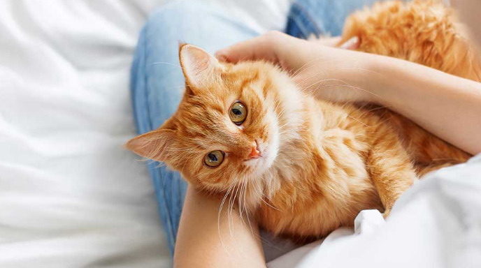 How Do Antiviral Medications Work in Treating FIP