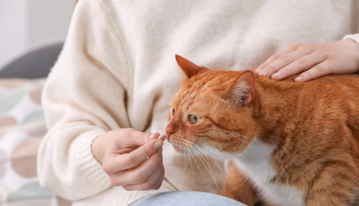 Latest FIP Treatment Research