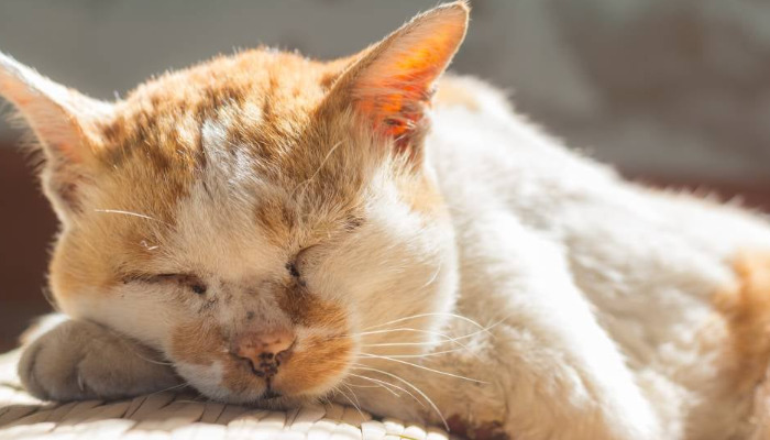 Treatment options for FIP