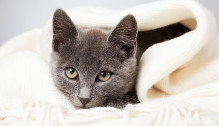 What are the initial symptoms of FIP