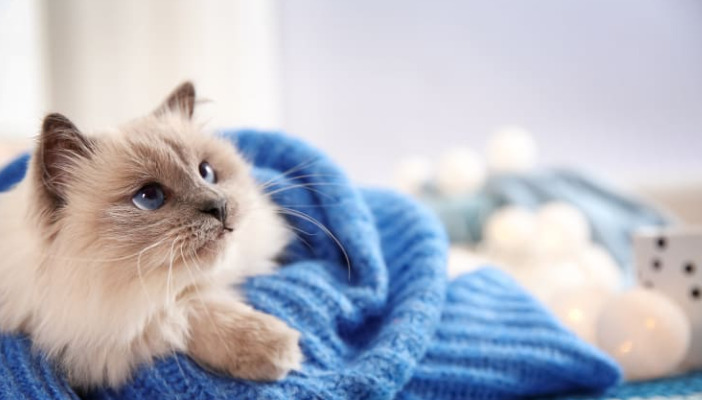 Can FIP Treatment Be Done at Home