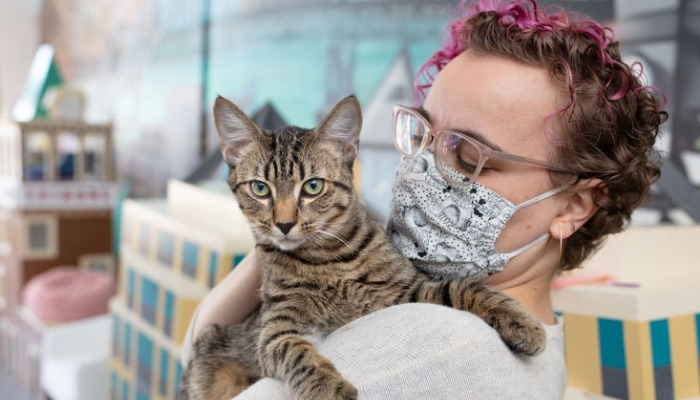 What Is the Best Diet for Cats During FIP Treatment