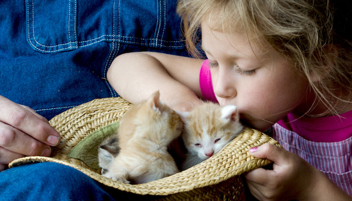 Can FIP Be Treated Without Hospitalization