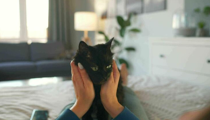 How to differentiate between dry and wet feline infectious peritonitis (FIP)