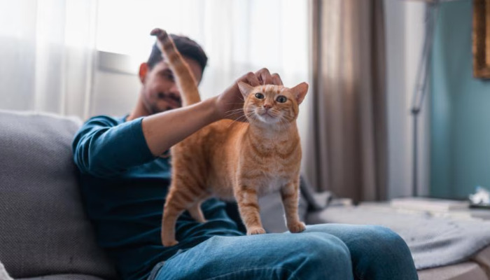 Can FIP Be Confused With Feline Panleukopenia