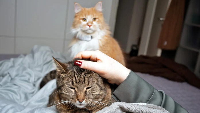 What Happens if FIP Treatment Is Stopped Halfway