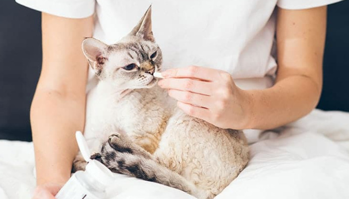NeoFipronis Buying Guide For Cat Owners