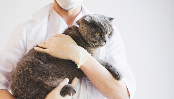 How to Judge the Effectiveness of FIP Treatment