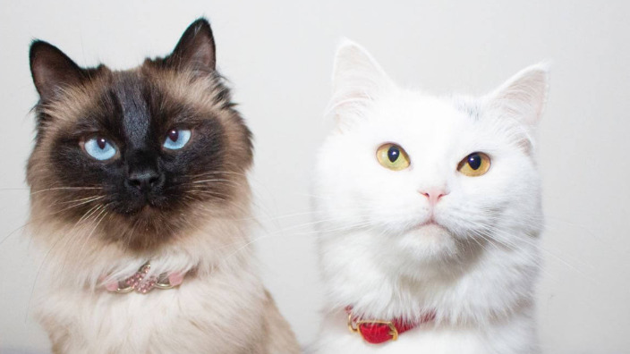 Can a Cat’s Condition Fluctuate During FIP Medication Treatment