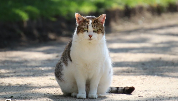 Is Excessive Sleeping a Sign of FIP in Cats