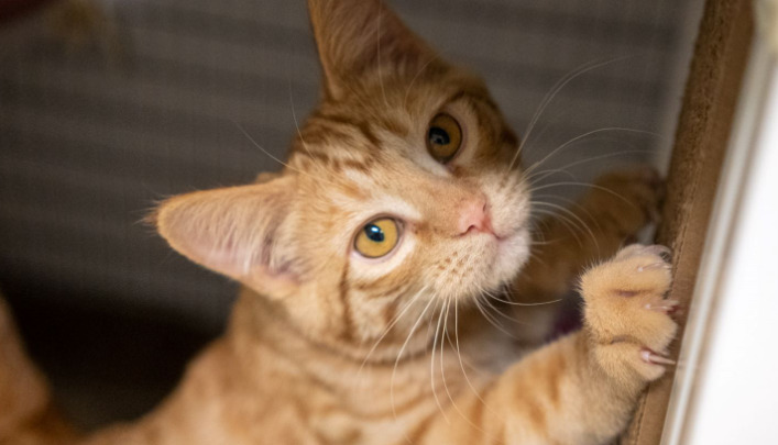 Is FIP Genetic In Certain Cat Breeds