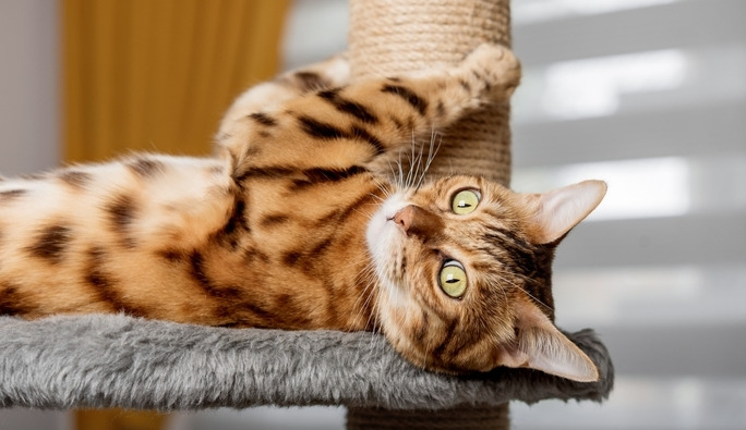 What are the early symptoms of dry FIP