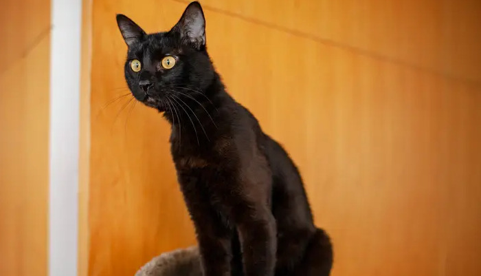 How Long Does It Take for FIP Symptoms to Improve