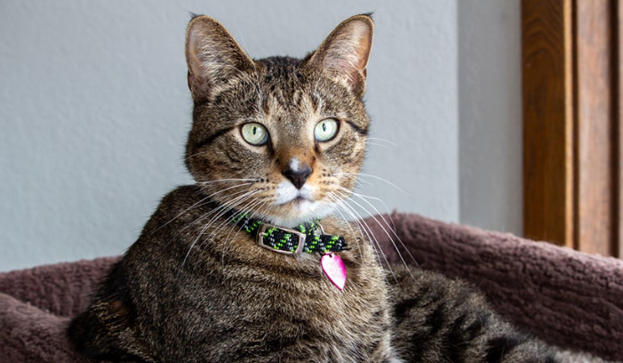 FIP Treatment Tips From Veterinarians
