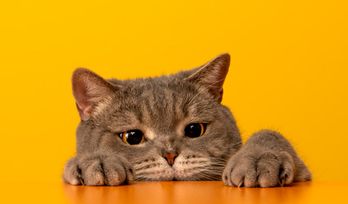 Symptoms and signs of feline infectious peritonitis (FIP)