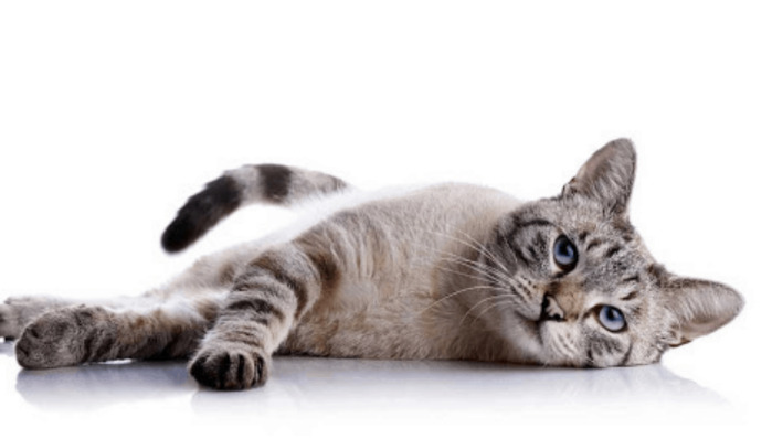 Common misdiagnosed diseases of FIP