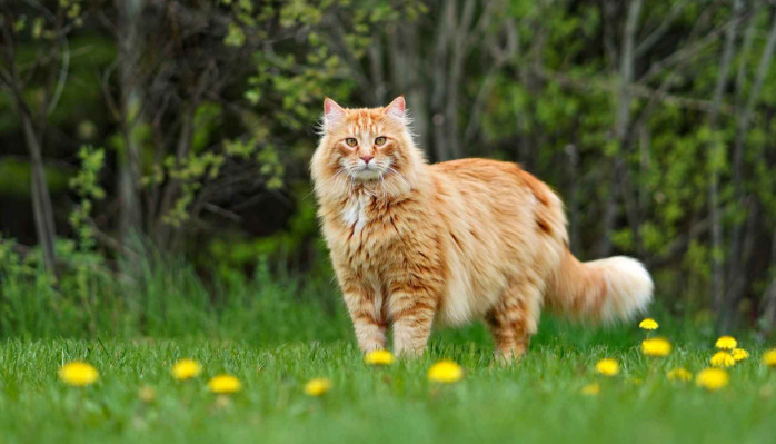 Should Activity Be Restricted for Cats With FIP
