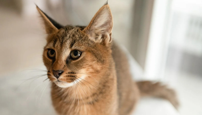 How the immune system of FIP is affected