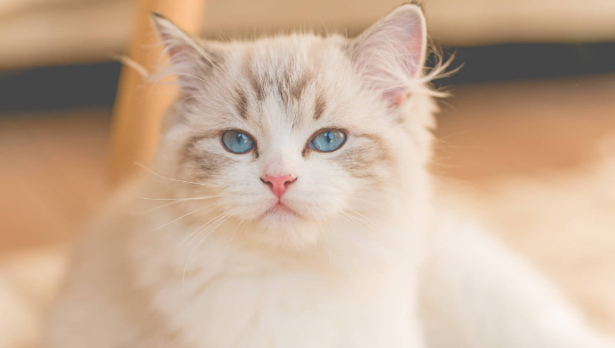 Can Feeding Cheap Cat Food Cause FIP