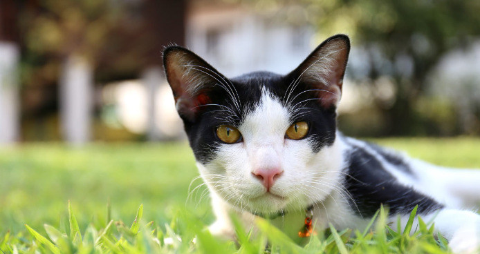 GS-441524 For Cats Complete Treatment Guide