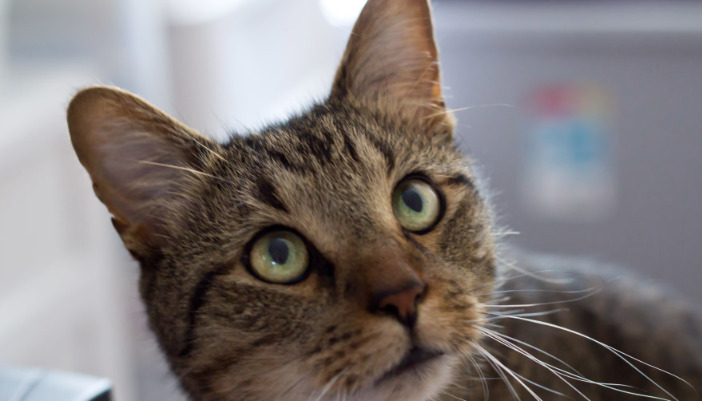 How To Discuss Treatment Options With Your Vet