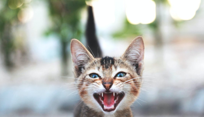 What virus causes FIP