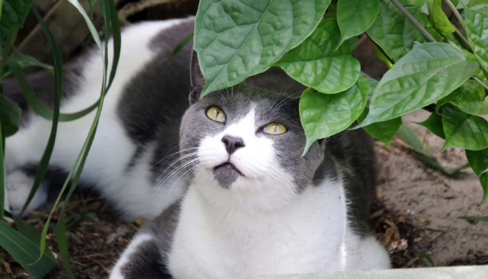 Is It Normal for FIP Diagnosis to Take Time